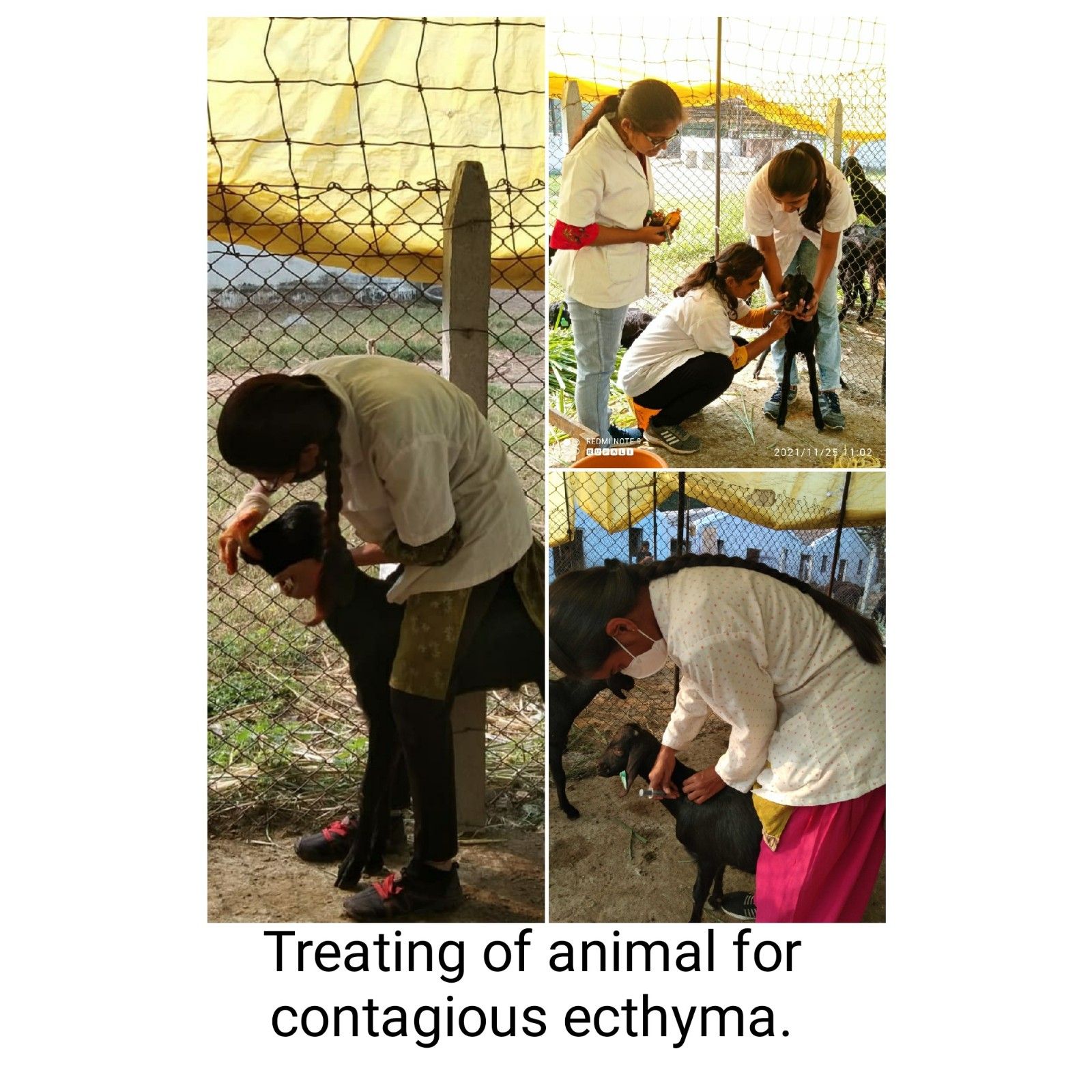 Treating Of Animals For Contagious Ecthyma